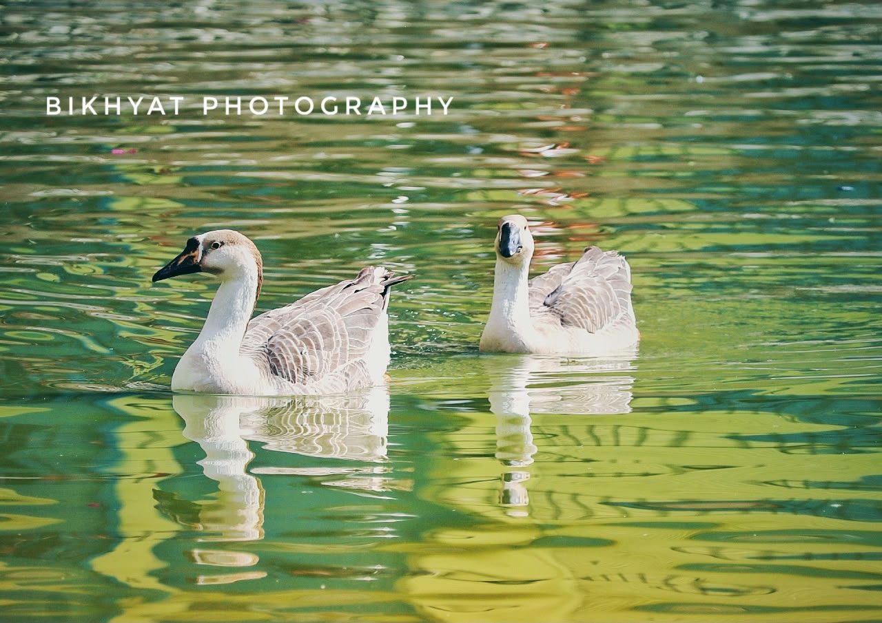 Two swans on green reflective water