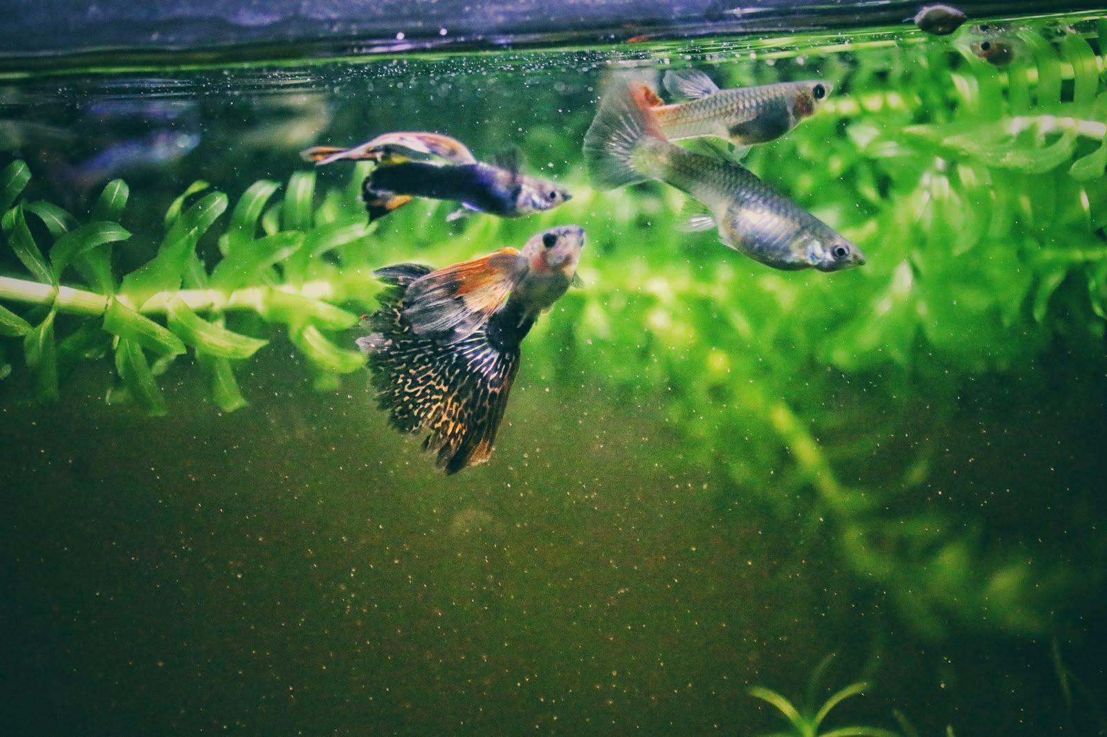Guppies swimming among aquarium plants