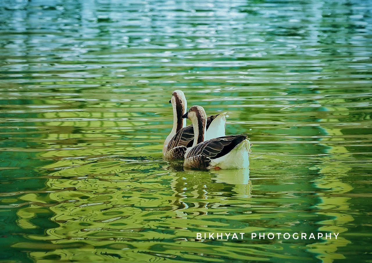 Three geese swimming close together on green water